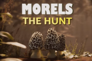 羊肚菌：狩猎/Morels: The Hunt-pp游戏仓库