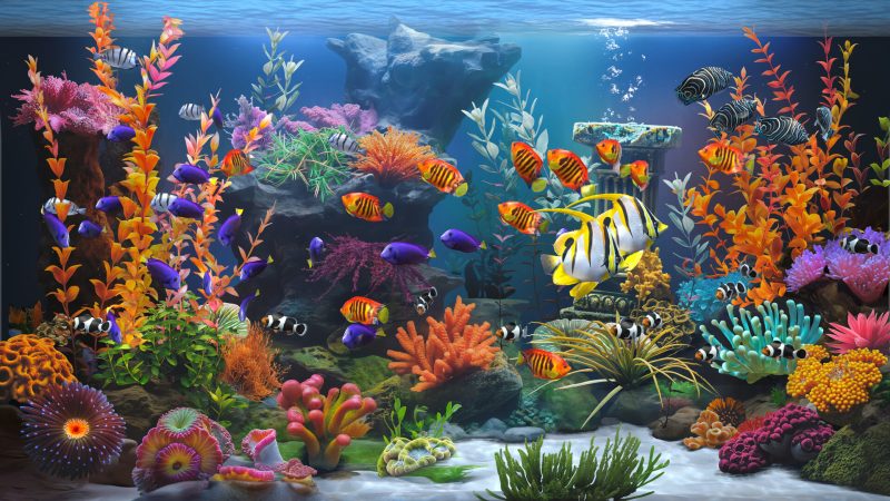 禅意水族馆/Zen Aquarium-pp游戏仓库